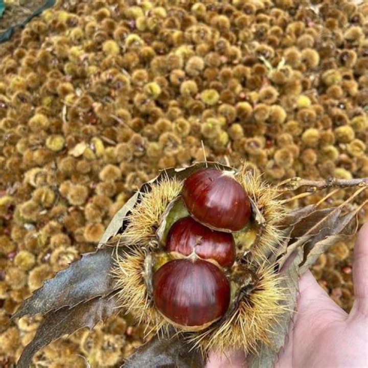 Turkish Chestnut: A Culinary Treasure with a Rich Cultural History