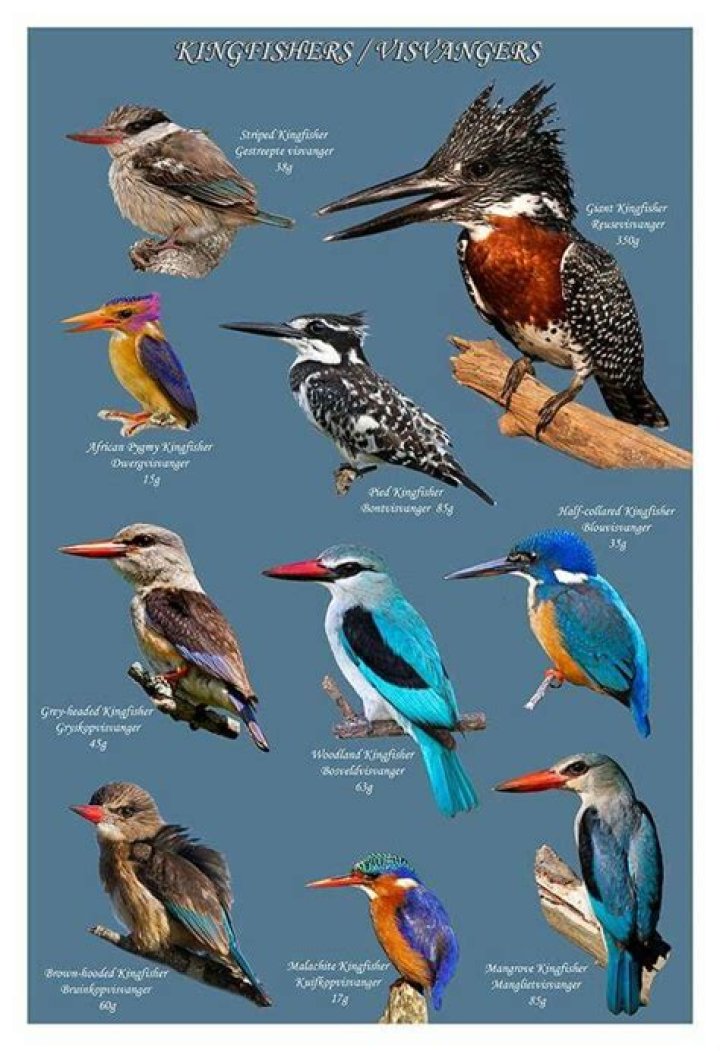 Amazing Kingfisher Types: Explore Diverse Species