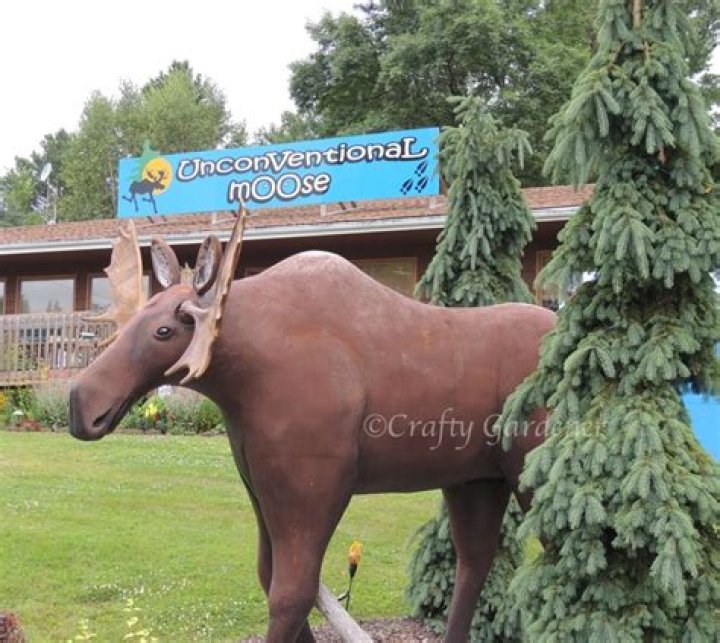 Unconventional Moose: Exploring the Mysteries and Fascination of a Unique Species