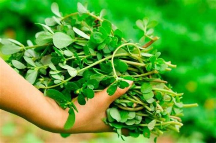 Verdolagas: The Versatile Superfood You Need to Know About