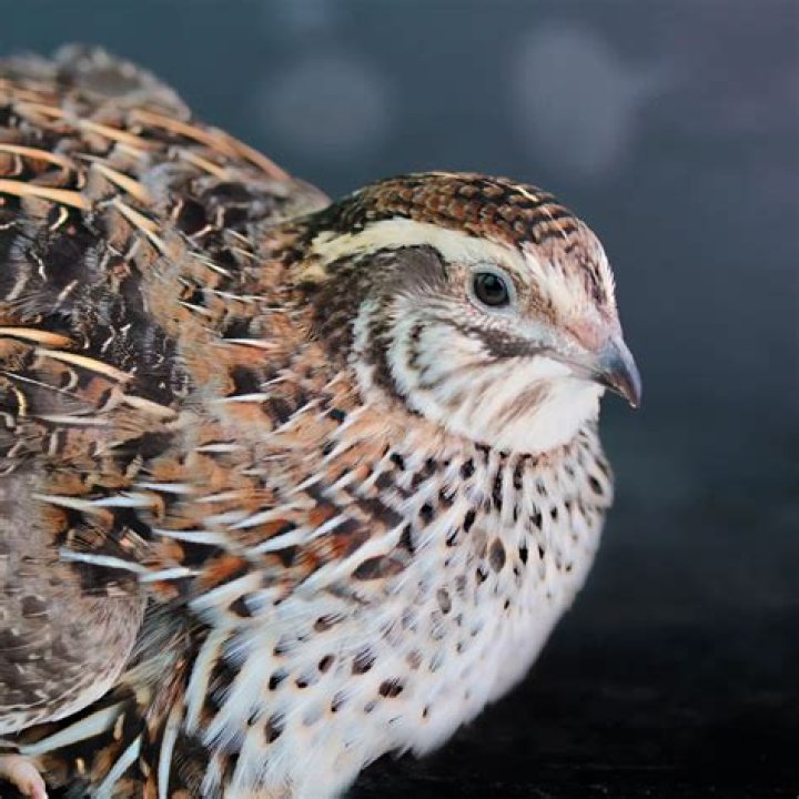 Unveiling the Musical Genius of Waddie Wachtel