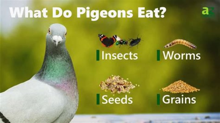 What Do Pigeons Eat? A Comprehensive Guide to Their Diet