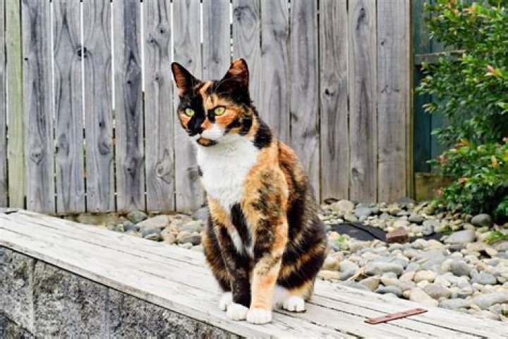 Understanding the Fascinating World of Calico Cats