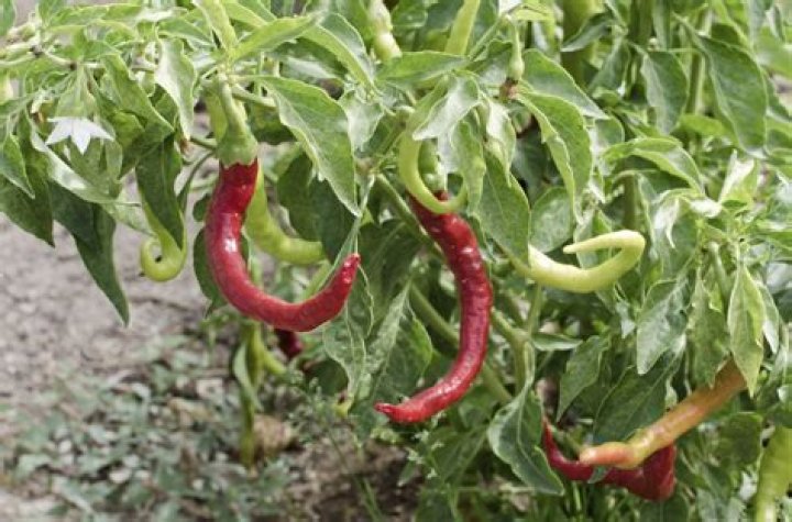 Discovering the Origins of Paprika: Where Does Paprika Come From?
